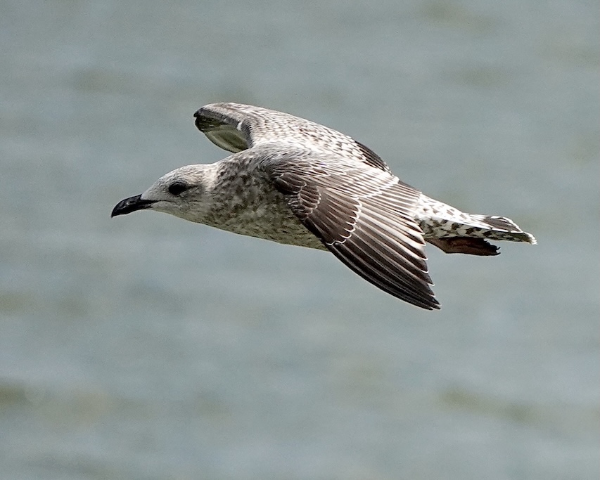 herring gull